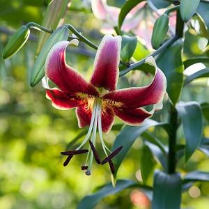 Lilium 'Scheherazade', Lilium 'Sheherazade', Lily 'Scheherazade', Lily 'Sheherazade', Oriental Lily 'Scheherazade', Oriental Trumpet Lily, Orienpet Lily, Oriental Trumpet Lilies, Orienpet Lilies, Pink Lilies, Bicolor Lilies, Fragrant lilies, Lily flower,